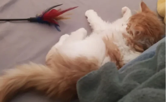 How often should a cat eat egg yolks?