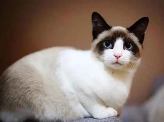 What causes black chin in cats? You need to know these reasons.