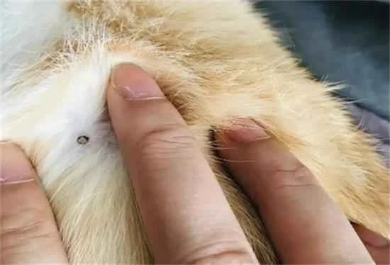 Do male cats have breasts?