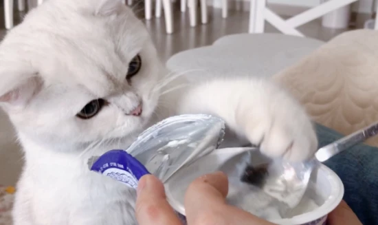 Can cats eat yogurt?