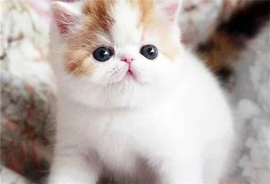 Why does a kitten that's only a few days old have a low body temperature and refuse to drink milk?