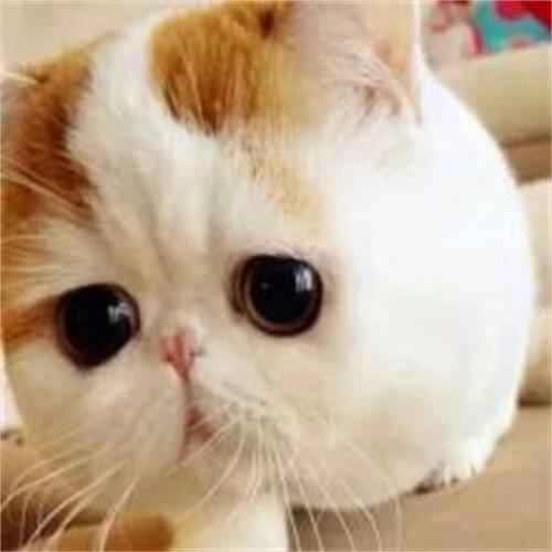 How to quickly get rid of fleas on your cat in summer