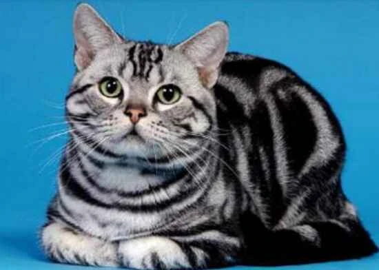 What is the temperament of an American Shorthair cat?
