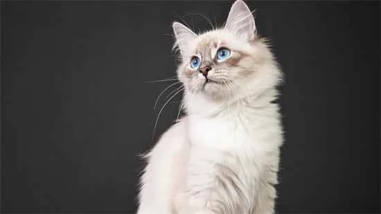 How to feed your cat scientifically and healthily in summer