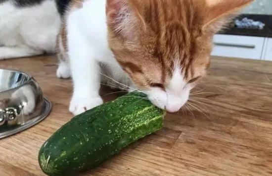 Can cats eat cucumbers?