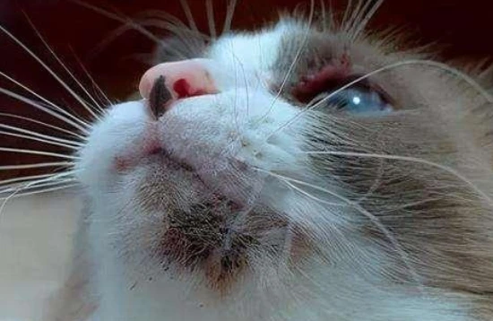 What causes black chin in cats?