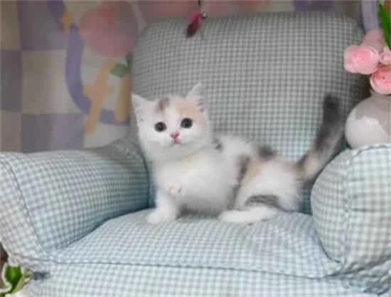 Does a cat's personality have anything to do with its owner?