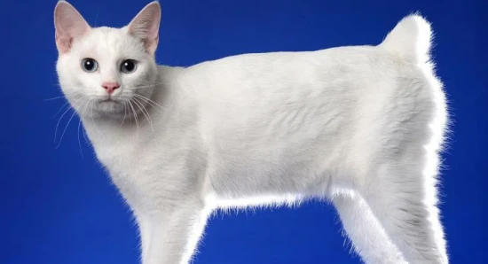 How to care for the oral health of a Japanese Shorthair cat