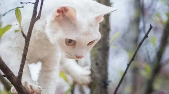 What is the name of the alien cat?