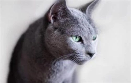 The cat keeps meowing when no one is around.