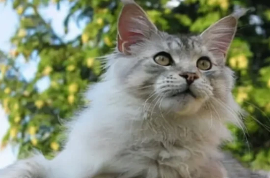 What are the symptoms of hairballs in cats? How should it be treated?