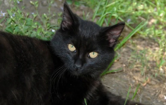 How to remove tear stains from Mumbai cats