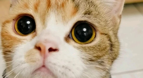 What to do if a cat's pupils dilate after deworming?