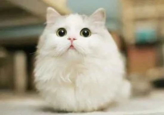 What's the story behind the cat squatting like a hen?