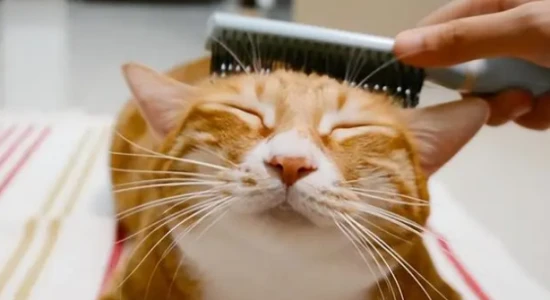 What to do if your pet cat is shedding excessively?