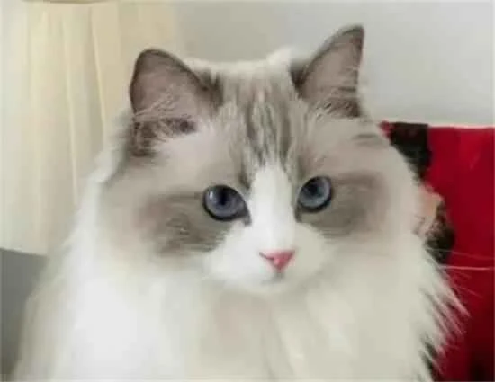 How to make a Ragdoll cat's fur beautiful