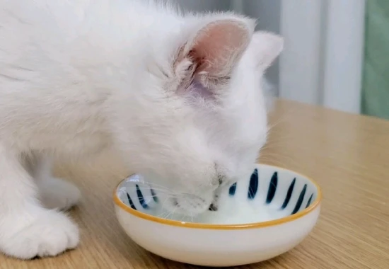 Can cats drink milk?