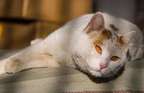 Can cats eat sunflower seeds?