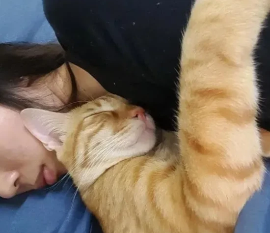 猫咪喜欢舔你，并不是爱你，而是表达这些意思