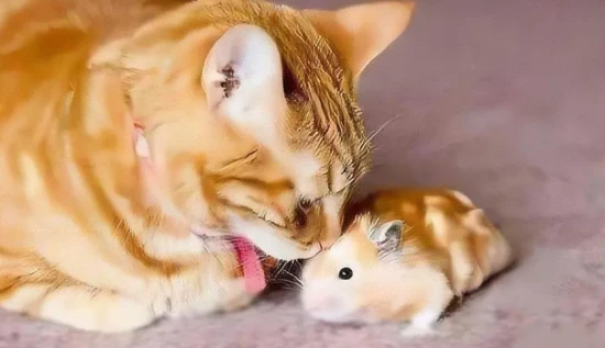 Do cats eat hamsters?