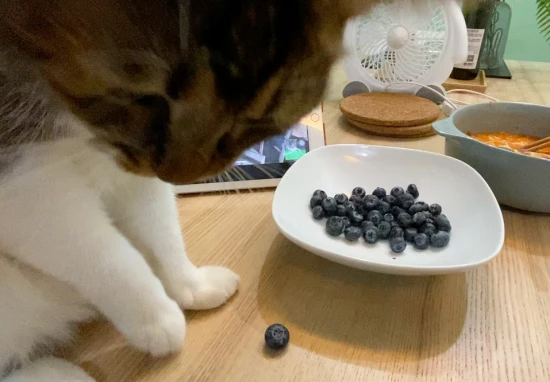 Can cats eat blueberries?