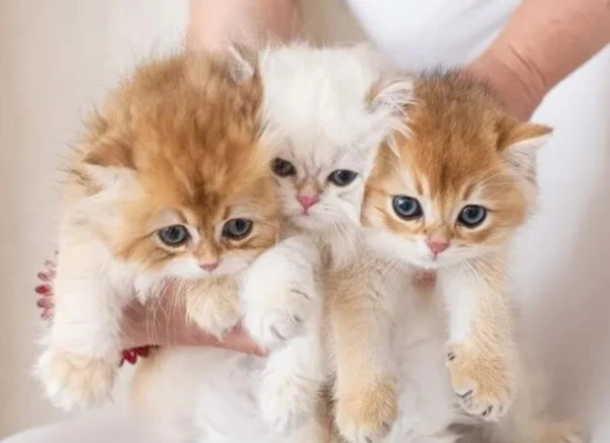 What should you pay attention to when feeding your cat?