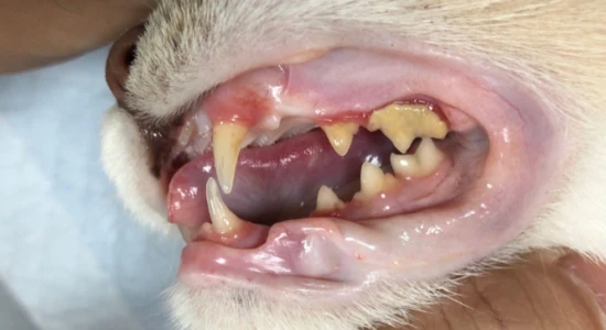 The most effective way to remove tartar from cats