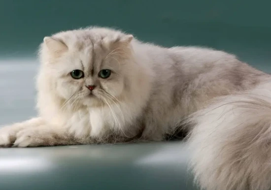 Are cats afraid of cucumbers?