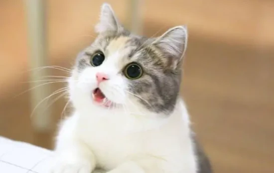 Can a cat have four fangs pulled?