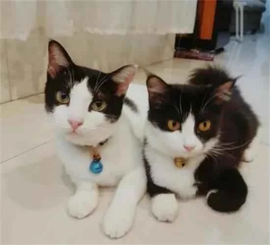 Can cats eat pork liver? Is it good for cats to eat pork liver?