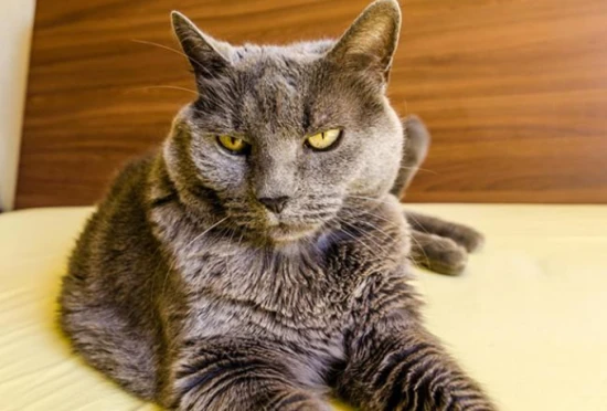 How your cat treats you like its mother? Does your cat treat you like its mother?