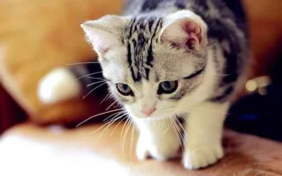 What should I do if my cat keeps vomiting up its food?