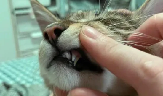 Cats change their teeth every few months