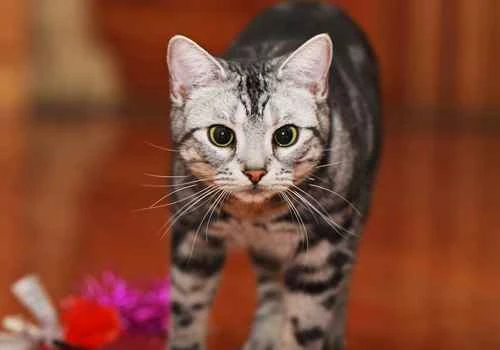 Why do cats always hide when they are sick or injured?