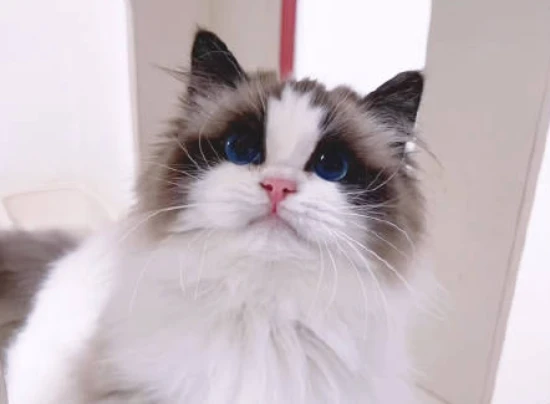 What does it mean when a cat licks my face?