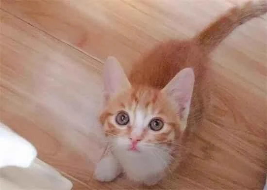 Analysis of the reasons why cats are obsessed with cleanliness