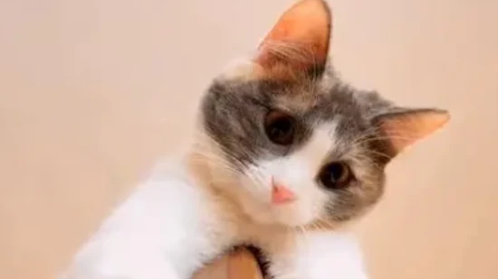 Can pet cats eat rice?