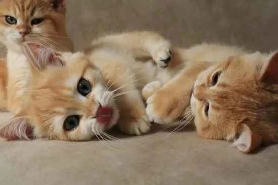 How to brush a cat's teeth