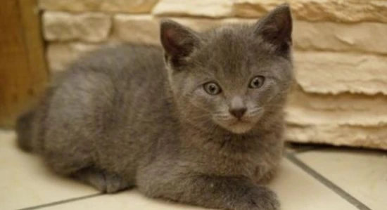 Should the fur on a cat's paws be trimmed?