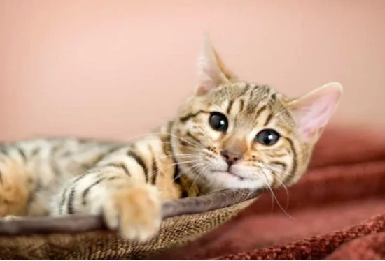 Why are cats born with the ability to be affectionate?