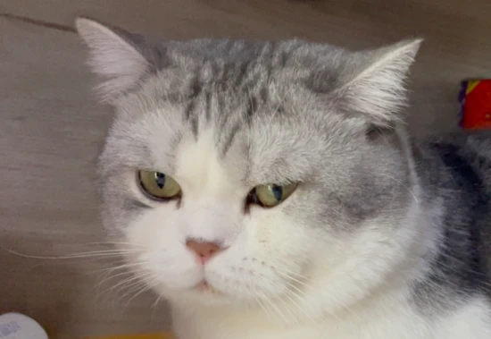 List of foods that cats can eat