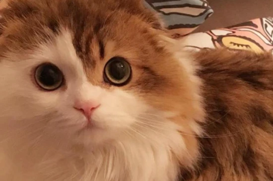 春季养猫需要注意哪些事项