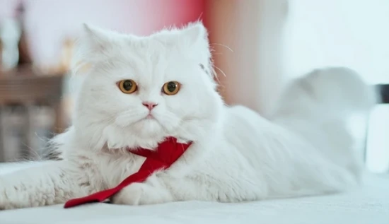 The cat suddenly became agitated and exhibited aggressive behavior.