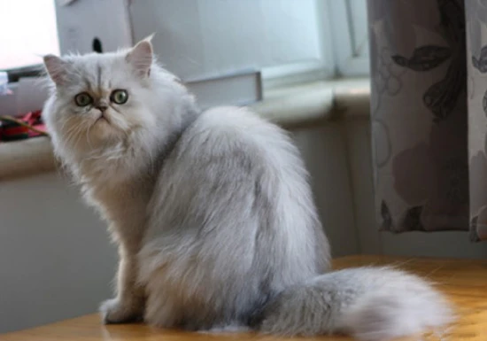 The cat's appetite has decreased but it is still very energetic.