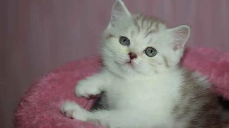 Do cats really jump out of windows?