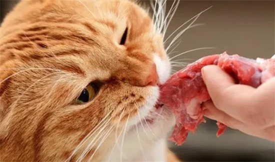 The benefits and drawbacks of cats eating raw meat