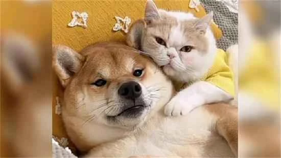 Which is more clingy, a cat or a dog?