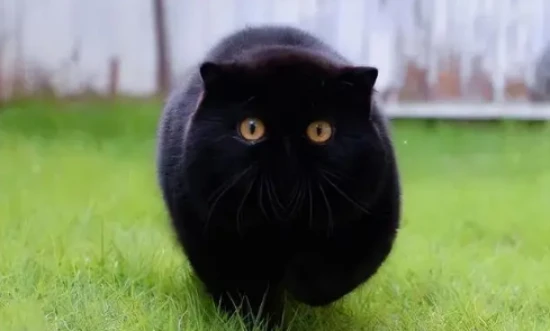 The meaning and symbolism of black cats