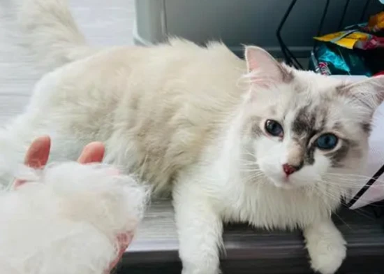 Why cats can't eat salt. (Reasons why cats can't eat salt)