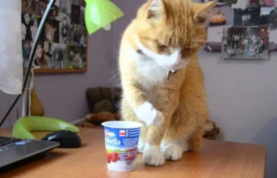 Can cats eat yogurt?